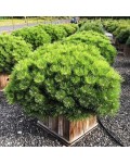 Pinus densiflora Low Glow у ландшафтному дизайні